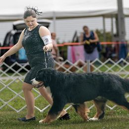 Bernese Mountain Dog All Grown Up from Carma Que’s Bernese Mountain Dogs