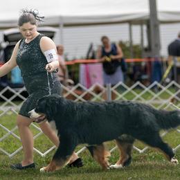 Bernese Mountain Dog All Grown Up from Carma Que’s Bernese Mountain Dogs