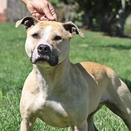 American Pit Bull Terriers from Steel Ridge APBTs