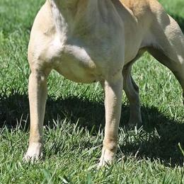 American Pit Bull Terriers from Steel Ridge APBTs