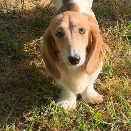 Piggy - Dachshund