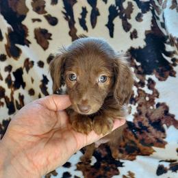 BANE - Brindle male Dachshund puppy in Swink, Oklahoma from Palali Farm