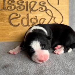 Salsa - Black tri-color female Australian Shepherd puppy in Tuftonboro, New Hampshire from Aussies Edge Farm