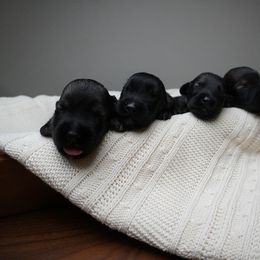 Pepper Salt Male 3 - Pepper and salt male Giant Schnauzer puppy in St George, Utah from Schnauzer Ranch
