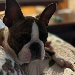 Rooney - Boston Terrier