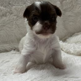 Arista AKC - Chocolate, tan and white female Yorkshire Terrier puppy in Labelle, Florida from Chocolate and Parti Yorkies in Florida