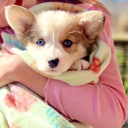 Lefty - Sable Pembroke Welsh Corgi puppy in Inola, Oklahoma from Pine Lane Pembrokes