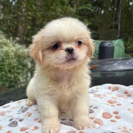 Pekingese, Poodle, and Shih Tzu Puppies from Happy puppies