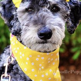 Goldendoodles from Grassland Doodles