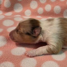 Justice - Sable merle and white female Shetland Sheepdog puppy in Wapello, Iowa from Willow Rayne shelties and more