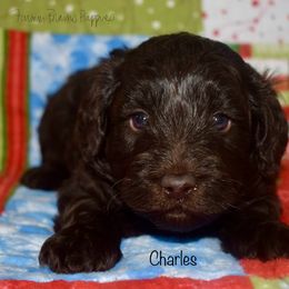 Charles - Brown male Schnoodle puppy in Sedalia, Missouri from Farmer Brown's Puppies