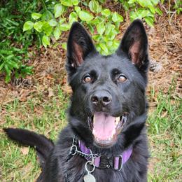 Rogue - German Shepherd