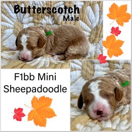 Sheepadoodle Puppies from Skye Valley Doodles