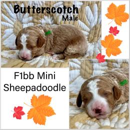 Sheepadoodle Puppies from Skye Valley Doodles