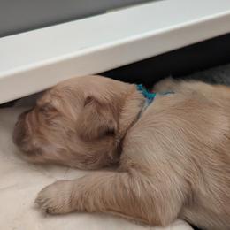 Golden Retriever Puppies from Goldens of Heritage Oaks