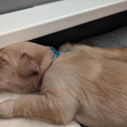 Golden Retriever Puppies from Goldens of Heritage Oaks