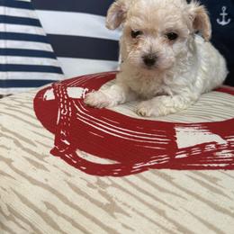 Spade - Merle female Maltipoo puppy in Scott, Arkansas from Legacy's Litters