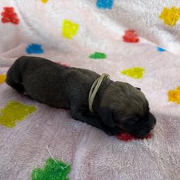 Tan Collar N - Fawn male Cane Corso puppy in Paris, Texas from Knucklehead Cane Corso