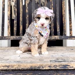 Girl 2 - Tri-color female Bernedoodle puppy in Salt Lake County, Utah from Coco Avenue Pups