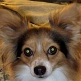 Scooter - Papillon
