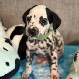 Porter - White and black male Dalmatian puppy in Newfoundland, Pennsylvania from Poconopaws