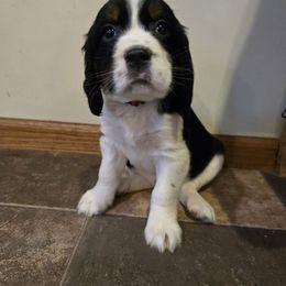 Neptune - Black white and tan male English Springer Spaniel puppy in Terre Haute, Indiana from Muddy River Springers