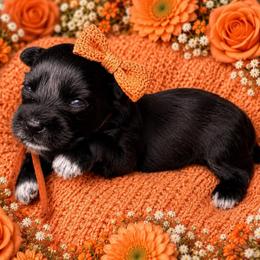 Mila - Black female Miniature Schnauzer puppy in Magalia, California from NorCal Schnauzers