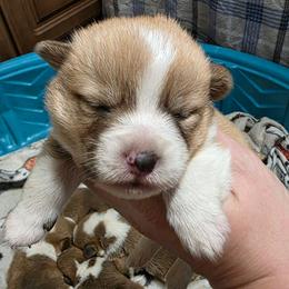 Boy 5 - Fawn male Pembroke Welsh Corgi puppy in Middleburg, Florida from Mulkeys Little Corgis