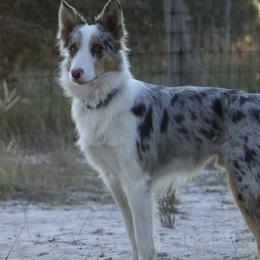 Quigley - Border Collie