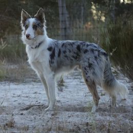 Quigley - Border Collie