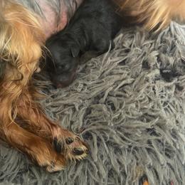 Savannah - Black and tan male Yorkshire Terrier puppy in Ocala, Florida from Dixie Pups