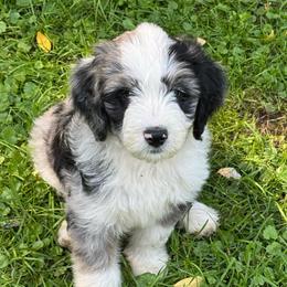 Chevy - Blue merle male Aussiedoodle puppy in Churchville, New York from Bluebird Family Farm