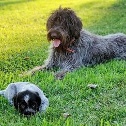 Wirehaired Pointing Griffons from Bristle Creek Wirehaired Pointing Griffons