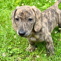 Duke - Dachshund