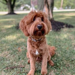 Forest - Goldendoodle
