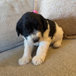 Charity - Parti female Labradoodle puppy in Churchill County Fallon, Nevada from Card Family Ranch