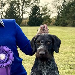 German Wirehaired Pointers from Altitude Kennel