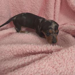 Kissy - Dapple female Dachshund puppy in Opelika, Alabama from Dachshund Darlins