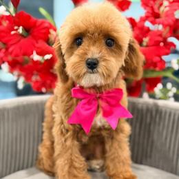 Mystique - Red female Cavapoo puppy in Apple Valley, California from Fletcher Fuzzy Friends