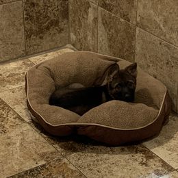German Shepherd Puppies from Vom Stainherz kennels