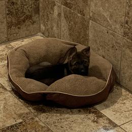 German Shepherd Puppies from Vom Stainherz kennels