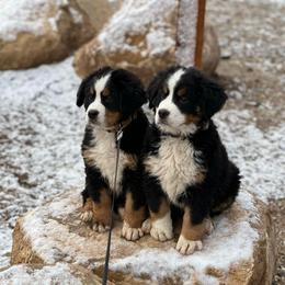 Cinnamon - Tri-color female Bernese Mountain Dog puppy in Mount Pleasant, Utah from Bernese Mountain Dogs at Monte Vida Chalet