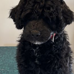 Boy 1 - Black Portuguese Water Dog puppy in Lebanon, Indiana from Aarbelle’s Portuguese water dogs