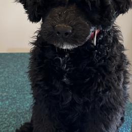 Boy 1 - Black Portuguese Water Dog puppy in Lebanon, Indiana from Aarbelle’s Portuguese water dogs