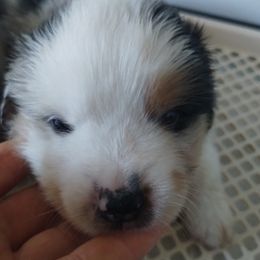 Gold - Blue merle male Miniature American Shepherd puppy in Springfield, Missouri from Sunrock Kennel