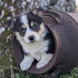 Pembroke Welsh Corgi puppies from Flat Creek Corgis