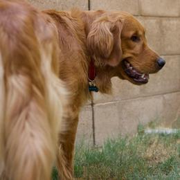 Max - Golden Retriever