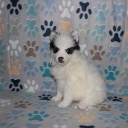 Dot - White female Pomsky puppy in Clarkston, Utah from Red Rock Ranch Breeders