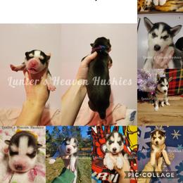 Siberian Husky Puppies from Lunter's Heaven Huskies