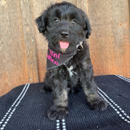 Posh - Black phantom female Aussiedoodle puppy in Eastland, Texas from H5 Mini Doodles